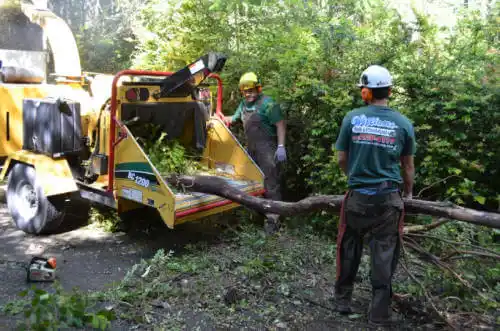 tree services Lakeside